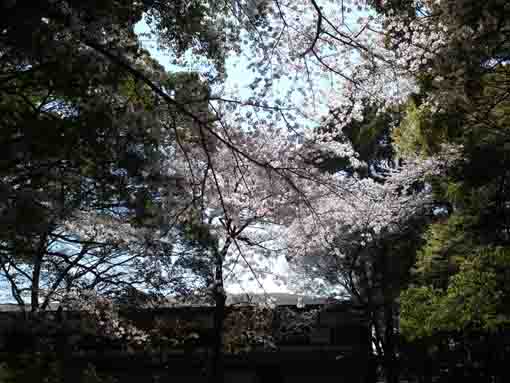 cherry blossoms behind Aragyodo Hall