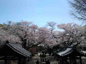 the approach and cherry blossoms