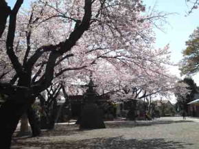 cherry trees in front of Soshico