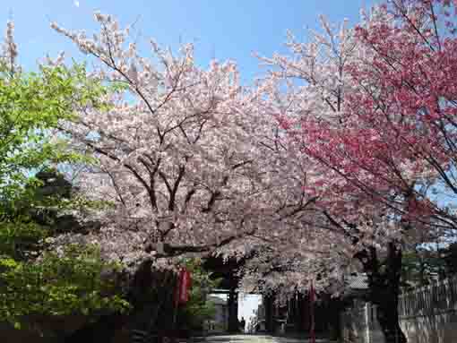 full of cherry blossoms in front of Niomon