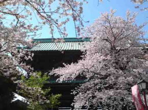 中山法華経寺二王門の桜