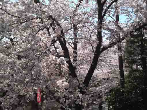 full blooming cherry blossoms at Niomon