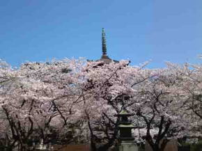 gojyu-no-to in cherry blossoms