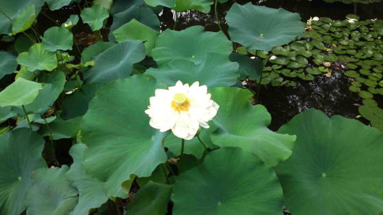 lotus flowers near Hachidai-ryuo-do