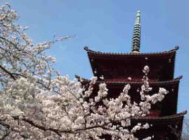 Gojunoto above the cherry blossoms