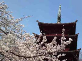 cherry blossoms in Nakayama Hokekyoji