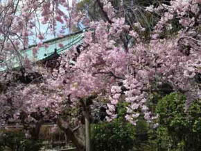 cherry blossoms beside Hokkedo Hall