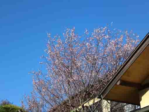 sakura in spring in Hongyoin