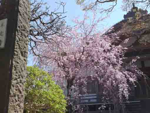 viewing sakura in Honkoji by the gate