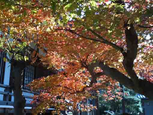 maple leaves in Hosenin