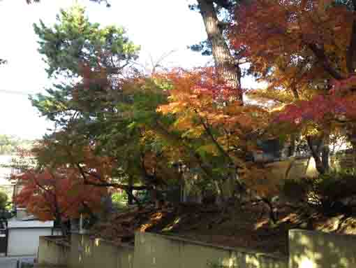 colored leaves in Hosenin