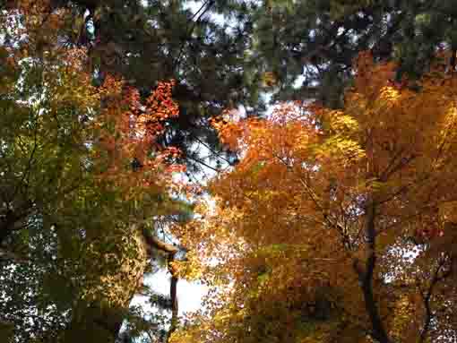 yellow maple leaves in Hosenin