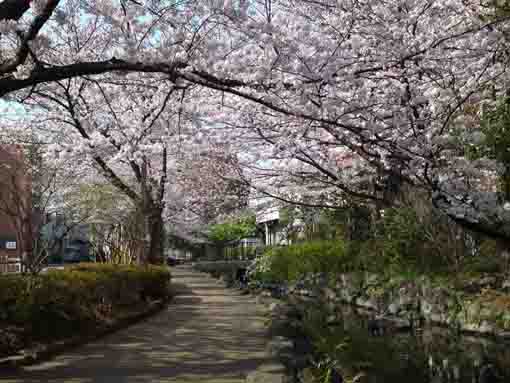 cherry trees along the path