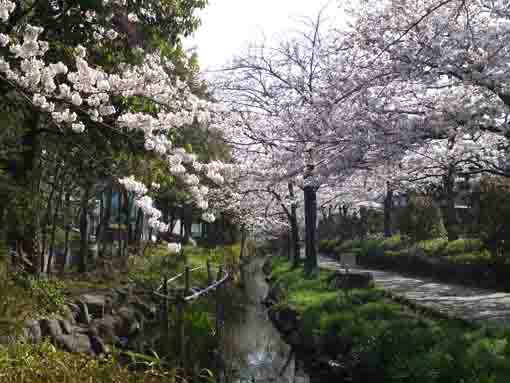 cherry trees over the river