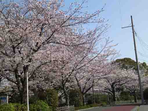 cherry trees lining along a road