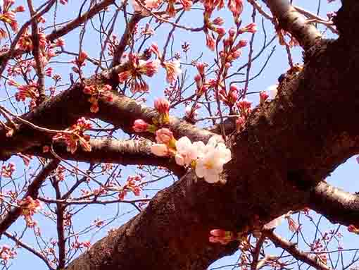 令和４年一之江境川親水公園桜の開花１