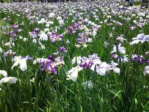 many irises blooming on the garden