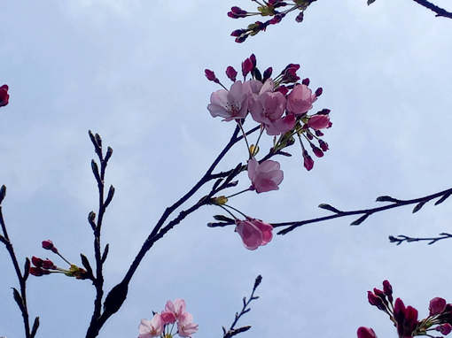 令和６年古川親水公園神代桜の開花２
