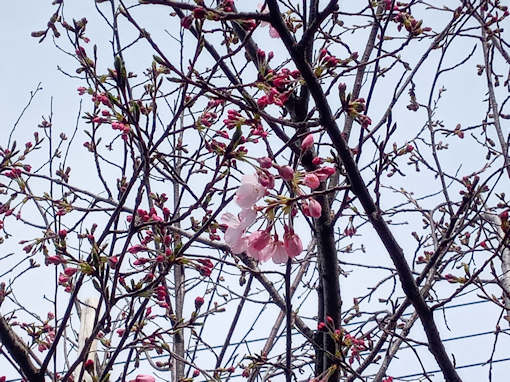 令和６年古川親水公園神代桜の開花１