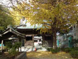 Gingko Trees in Jokoji Temple