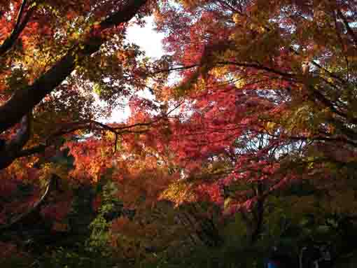 colored leaves in Junsaiike in 2019, 2