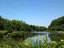 ジュンサイ池緑地公園に咲く黃菖蒲の花1