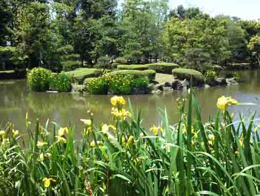 yellow irises in Junsaiike Pond