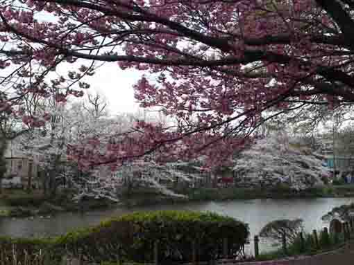 cherry blossoms and Junsaiike Pond