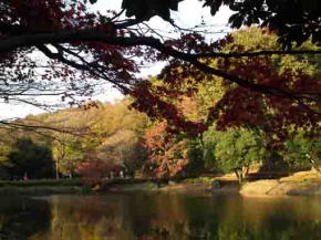maple leaves over Junsaiike Pond