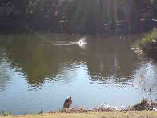 waterfowls in Junsaiike Pond Park