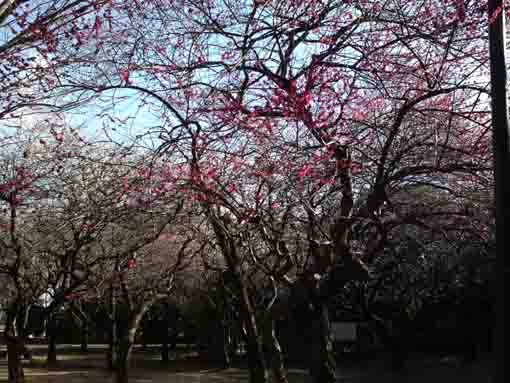 ジュンサイ池緑地公園の梅園