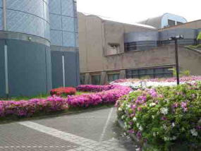 azaleas in between the museum and library