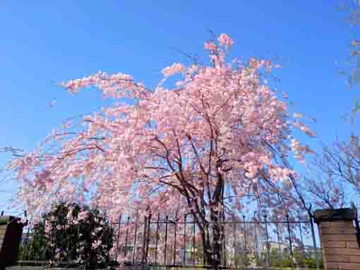 市川市東山魁夷記念館の枝垂桜