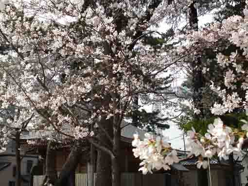 cherry blossoms fully blooming