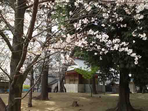 cherry blossoms blooming in Kasuga Jinja
