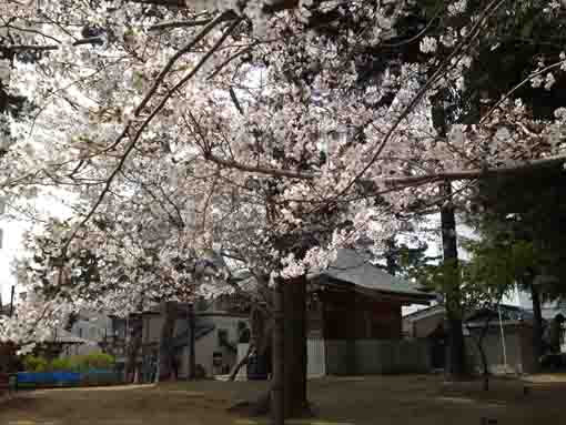 cherry blossoms and the main hall
