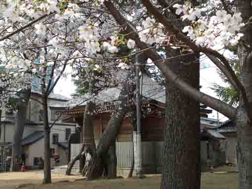 cherry blossoms and black pine trees