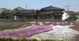 moss phloxes in Guo Moruo Memorial Center