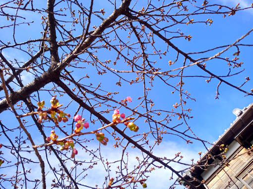 令和６年智泉院に咲き始めた河津桜１