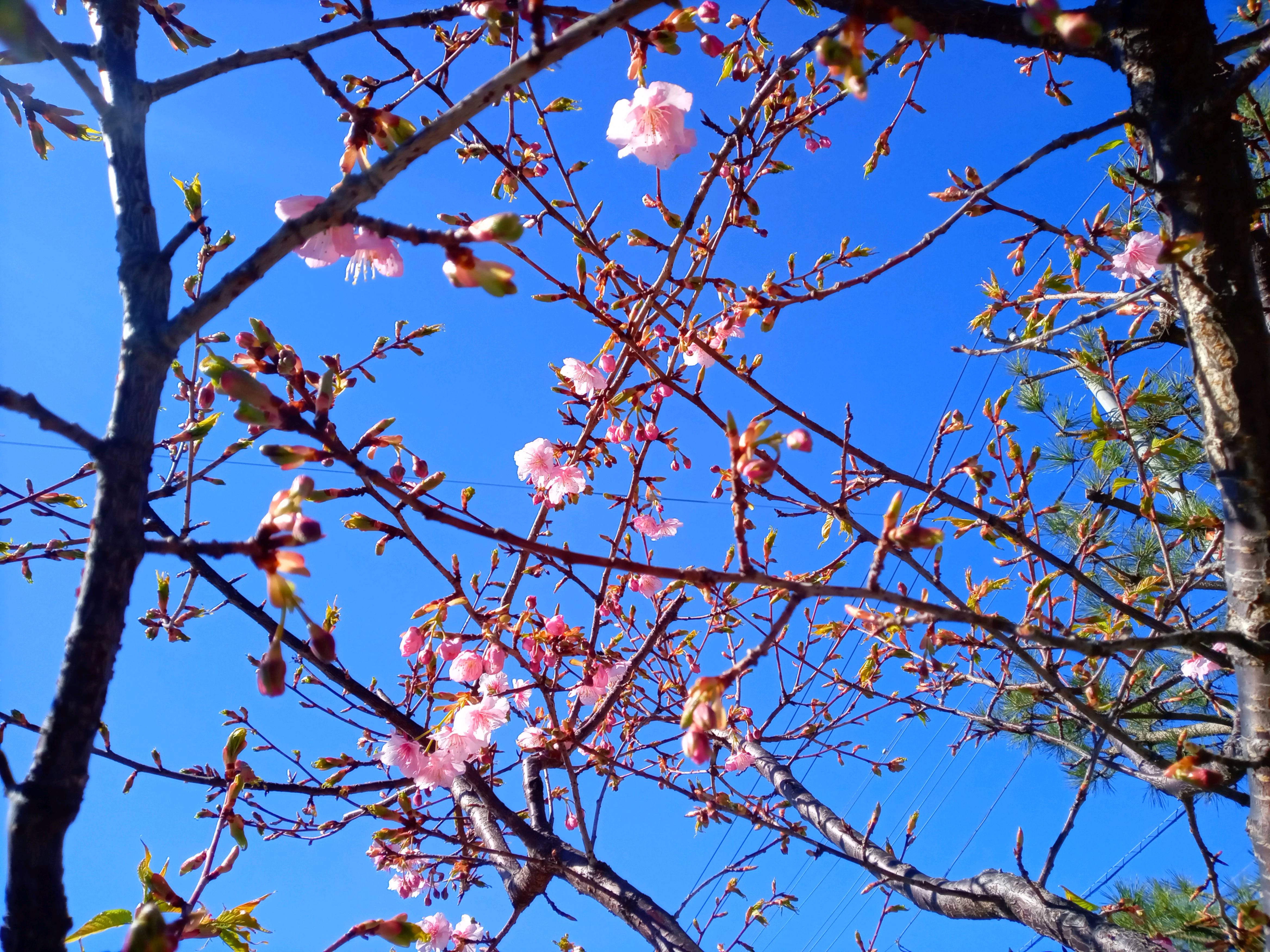 令和５年左近川親水公園で開花した河津桜１