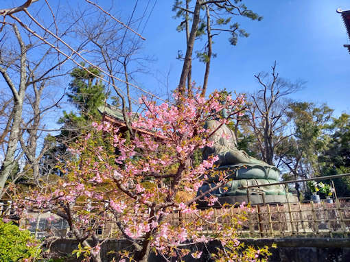 令和６年中山大仏脇三分咲きの河津桜