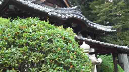 fragrant olives in Hokekyo-ji