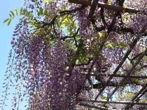 wisteria blossoms in the blue sky