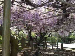 the wisteria trellis of Choju Fuji