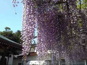 long wisteria tresses of Choju Fuji