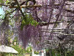 wisteria blossoms in Koenji