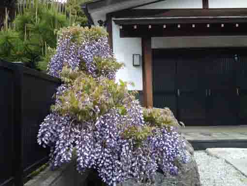 small wisteria blossoms by the door