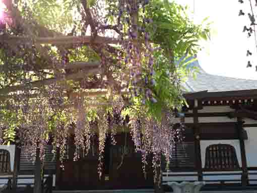 wisteria lit by the strong sun shine