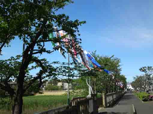 koinobori flags in Kozato Park ①