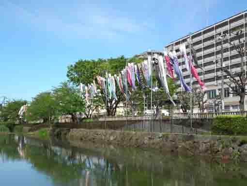 koinobori flags in Kozato Park ②